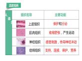 【人教版】七上生物  1.3.3 植物体的结构层次（课件+练习）
