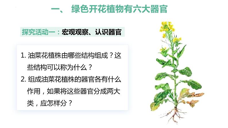 【人教版】七上生物  1.3.3 植物体的结构层次（课件+练习）08