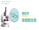 【人教版】七上生物  1.3.4 单细胞生物（课件+练习）