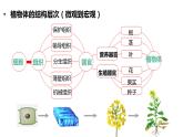 【人教版】七上生物  1.3.4 单细胞生物（课件+练习）