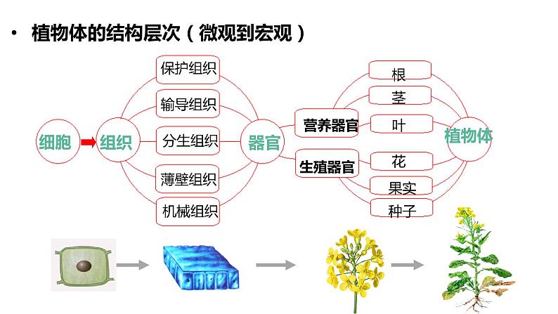 【人教版】七上生物  1.3.4 单细胞生物（课件+练习）05