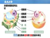 【人教版】七上生物  1.3.1 細(xì)胞通過分裂產(chǎn)生新細(xì)胞（課件+練習(xí)）