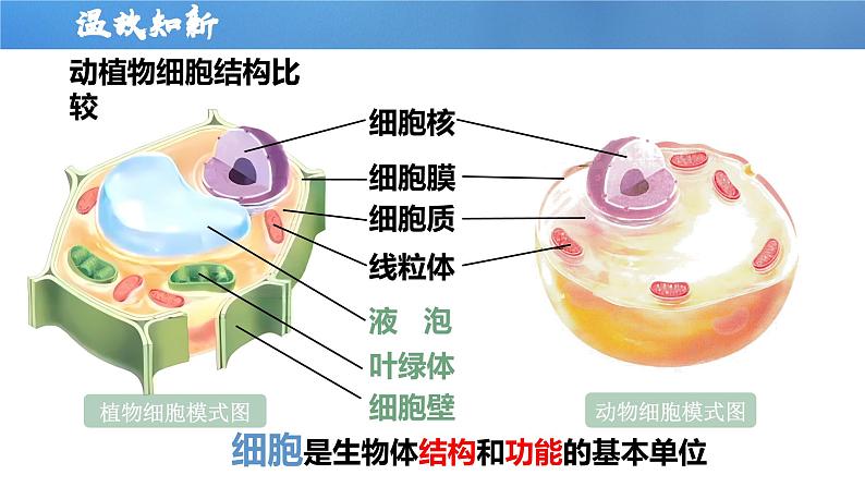 【人教版】七上生物  1.3.1 细胞通过分裂产生新细胞（课件+练习）05