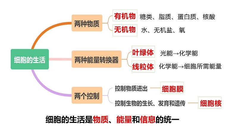 【人教版】七上生物  1.3.1 细胞通过分裂产生新细胞（课件+练习）06