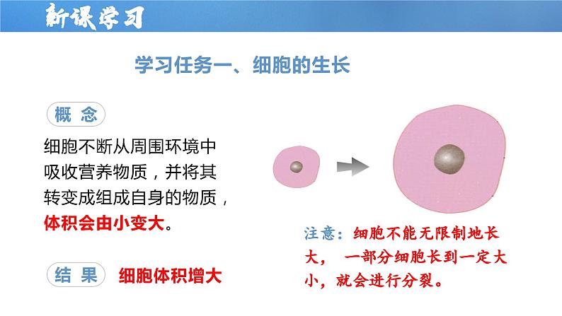 【人教版】七上生物  1.3.1 细胞通过分裂产生新细胞（课件+练习）08