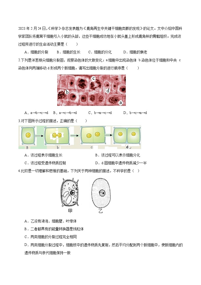 【人教版】七上生物  1.3.1 细胞通过分裂产生新细胞（课件+练习）03