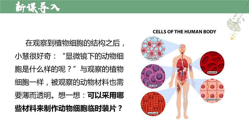 【人教版】七上生物  1.2.3 动物细胞（课件+练习）05