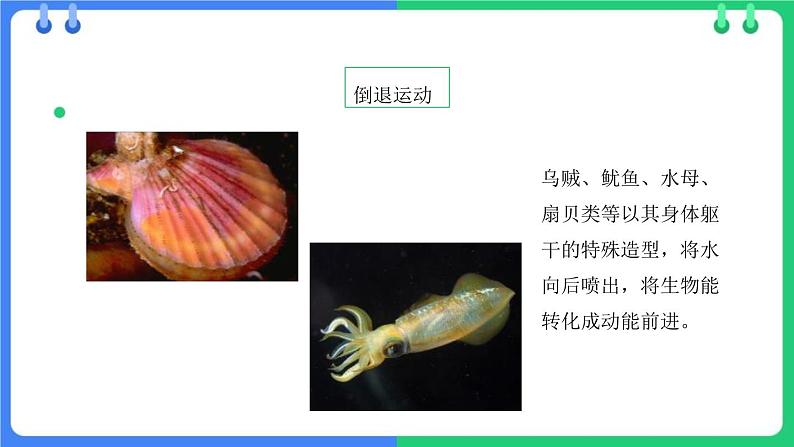 八年级人教版生物学课件动物运动的方式第6页