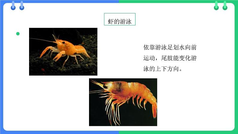 八年级人教版生物学课件动物运动的方式第8页