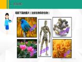 人教版（2024版）七年级生物上册课件 1.1.2 生物的特征