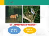 人教版（2024版）七年级生物上册课件 1.1.2 生物的特征