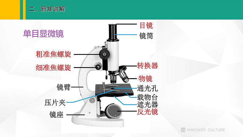 人教版（2024版）七年级生物上册课件 1.2.1 学习使用显微镜04