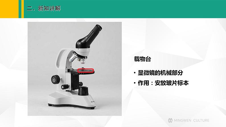 人教版（2024版）七年级生物上册课件 1.2.1 学习使用显微镜08