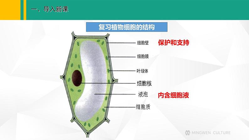 人教版（2024版）七年级生物上册课件 1.2.3 动物细胞02