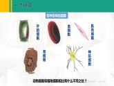 人教版（2024版）七年级生物上册课件 1.2.3 动物细胞