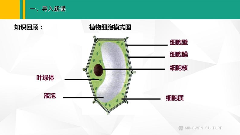 人教版（2024版）七年级生物上册课件 1.2.4 细胞的生活02