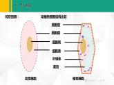 人教版（2024版）七年级生物上册课件 1.2.4 细胞的生活