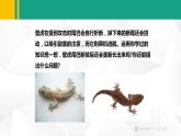 人教版（2024版）七年级生物上册课件 1.3.1 细胞通过分裂产生新细胞