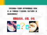 人教版（2024版）七年级生物上册课件 1.3.1 细胞通过分裂产生新细胞