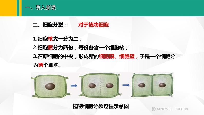 人教版（2024版）七年级生物上册课件 1.3.1 细胞通过分裂产生新细胞06