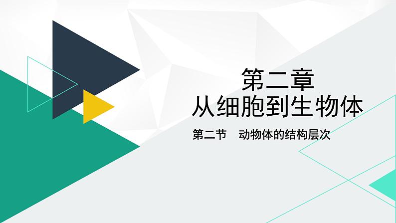 人教版（2024版）七年级生物上册课件 1.3.2 动物体的结构层次01