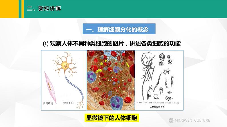 人教版（2024版）七年级生物上册课件 1.3.2 动物体的结构层次03