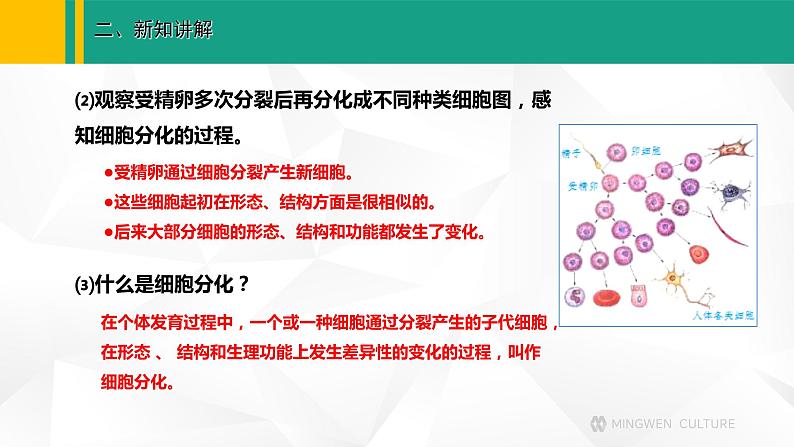 人教版（2024版）七年级生物上册课件 1.3.2 动物体的结构层次04