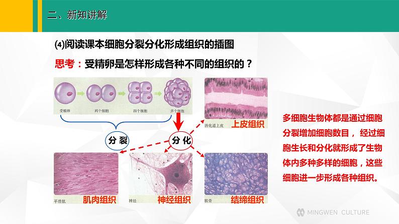 人教版（2024版）七年级生物上册课件 1.3.2 动物体的结构层次07