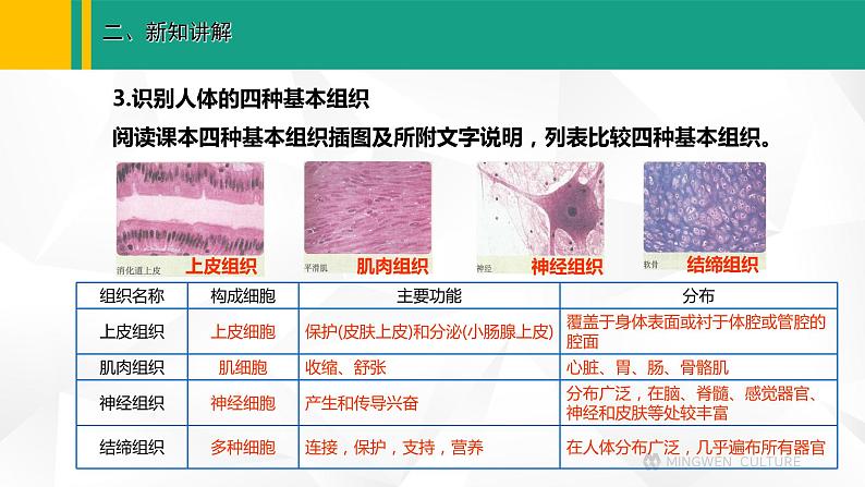 人教版（2024版）七年级生物上册课件 1.3.2 动物体的结构层次08