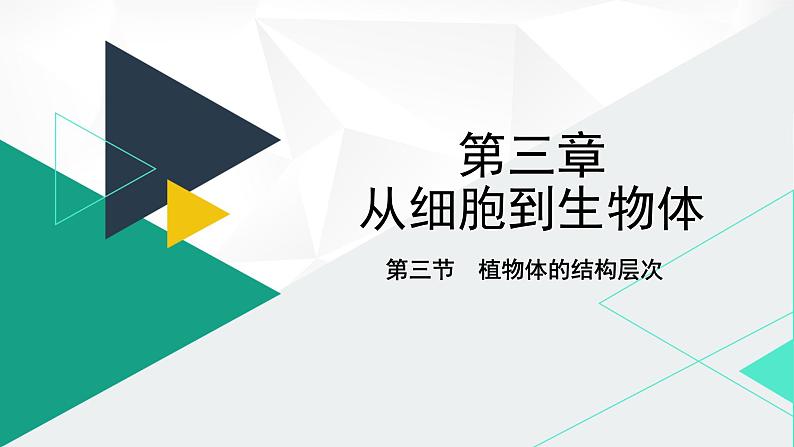 人教版（2024版）七年级生物上册课件 1.3.3  植物体的结构层次01