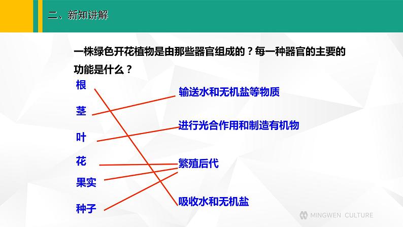 人教版（2024版）七年级生物上册课件 1.3.3  植物体的结构层次03