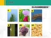 人教版（2024版）七年级生物上册课件 1.3.3  植物体的结构层次