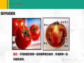 人教版（2024版）七年级生物上册课件 1.3.3  植物体的结构层次