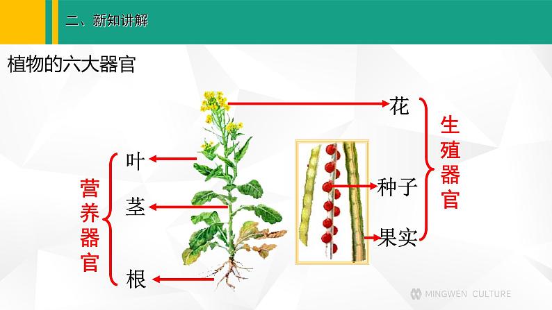 人教版（2024版）七年级生物上册课件 1.3.3  植物体的结构层次06