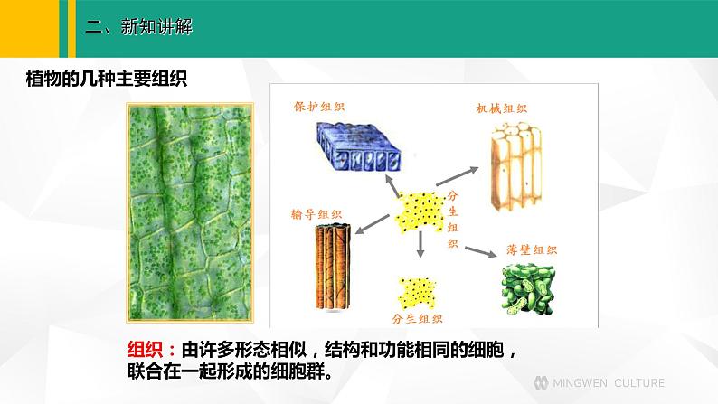 人教版（2024版）七年级生物上册课件 1.3.3  植物体的结构层次07