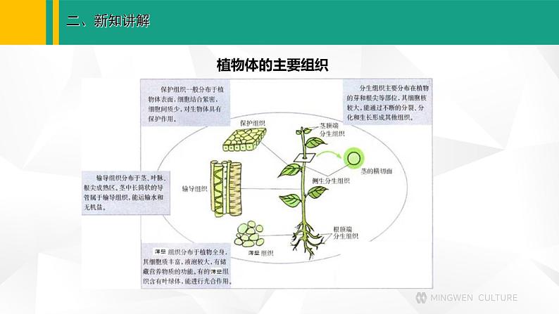 人教版（2024版）七年级生物上册课件 1.3.3  植物体的结构层次08