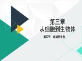 人教版（2024版）七年级生物上册课件 1.3.4  单细胞生物