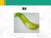 人教版（2024版）七年级生物上册课件 1.3.4  单细胞生物