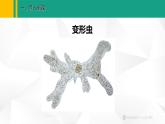 人教版（2024版）七年级生物上册课件 1.3.4  单细胞生物