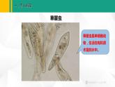 人教版（2024版）七年级生物上册课件 1.3.4  单细胞生物