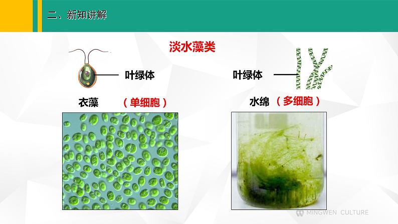 人教版（2024版）七年级生物上册课件 2.1.1  藻类、苔藓和蕨类植物03