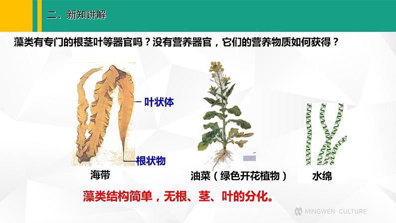 人教版（2024版）七年级生物上册课件 2.1.1  藻类、苔藓和蕨类植物06