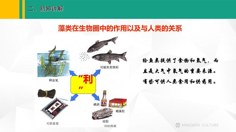 人教版（2024版）七年级生物上册课件 2.1.1  藻类、苔藓和蕨类植物08