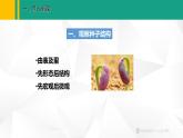 人教版（2024版）七年级生物上册课件 2.1.2  种子植物