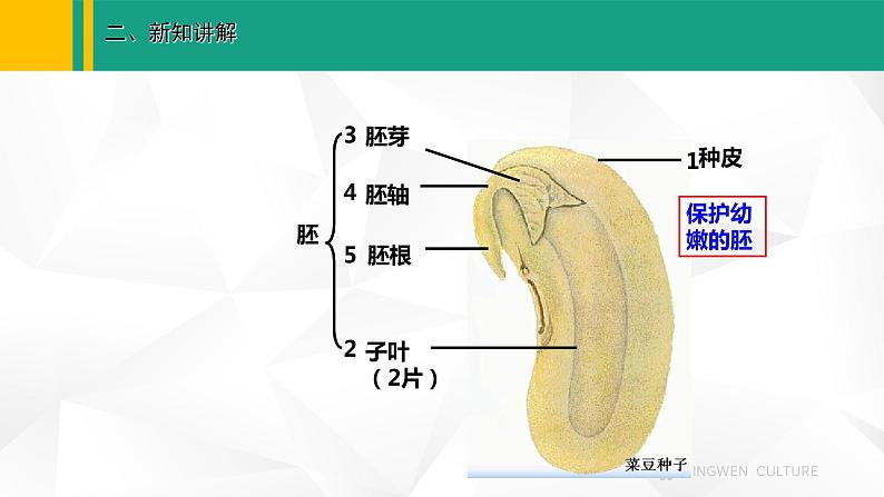 人教版（2024版）七年级生物上册课件 2.1.2  种子植物05