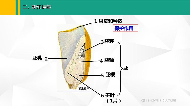 人教版（2024版）七年级生物上册课件 2.1.2  种子植物06