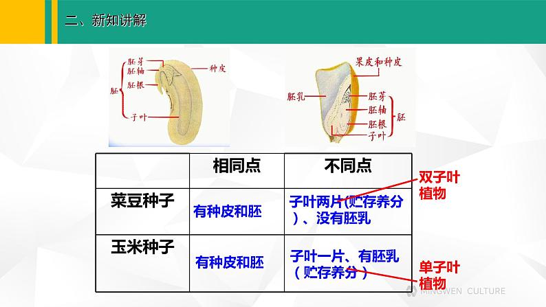 人教版（2024版）七年级生物上册课件 2.1.2  种子植物07