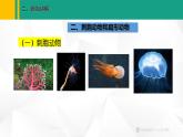人教版（2024版）七年级生物上册课件 2.2.1  无脊椎动物