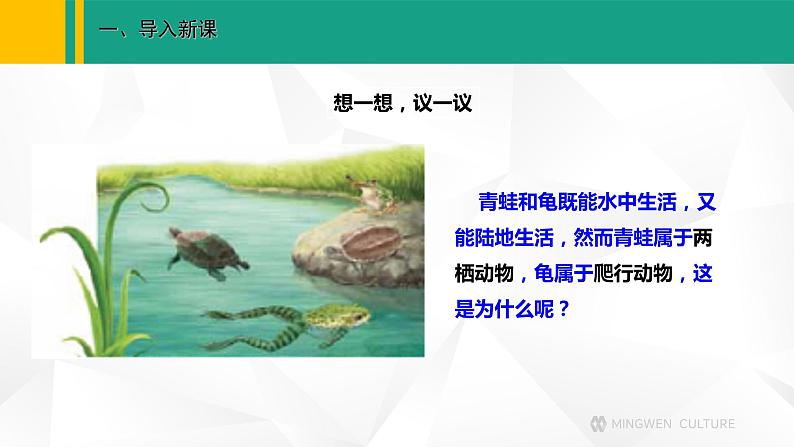 人教版（2024版）七年级生物上册课件 2.2.2  脊椎动物   二、两栖动物和爬行动物02