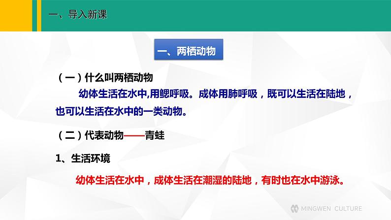 人教版（2024版）七年级生物上册课件 2.2.2  脊椎动物   二、两栖动物和爬行动物03